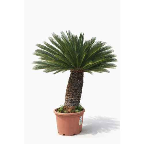 Cycas revoluta – 90- 100 cm pnia